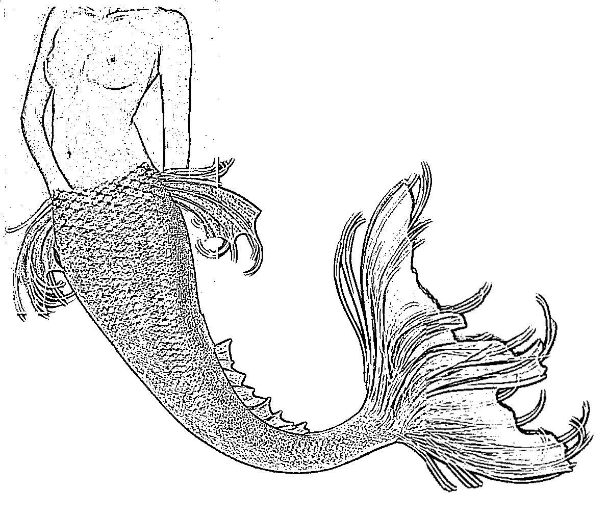 Mermaid illustration by Inês Reis (@inesreisx)